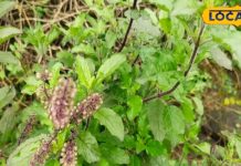 हर मर्ज का रामबाण इलाज! बस इस वक्त खा लें तुलसी के 5 पत्ते;एक्सपर्ट से जानें कैसे करें इसका प्रयोग