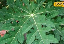 प्लेटलेट्स के लिए कितना जरूरी है बकरी का दूध और पपीते के पत्ते?