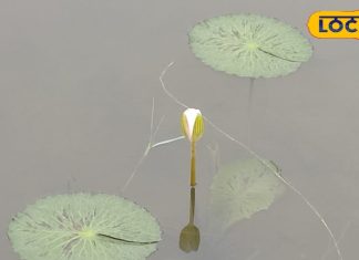 कमाल का है ये फल, बस कुछ समय के लिए मिलता; सफेद दाग दूर करने में कारगर