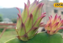 पोषक तत्वों और औषधीय गुणों का भंडार है ये फल, कई गंभीर बिमारियों को रखता है दूर – Bharat.one हिंदी