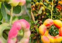 पेड़ पर भी उगती है जलेबी, 1 नहीं… देता है 100 बीमारियों से लड़ने की ताकत, डायबटीज और कैंसर में फायदेमंद