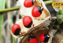 Jaipur News : तिजोरी में रख लें यह लाल फल कभी नहीं होगी धन की कमी, नजर बट्टू का भी करता है काम