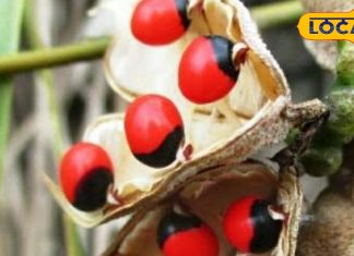 Jaipur News : तिजोरी में रख लें यह लाल फल कभी नहीं होगी धन की कमी, नजर बट्टू का भी करता है काम