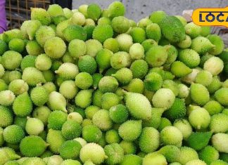 рд╢рд╛рдХрд╛рд╣рд╛рд░реА рд▓реЛрдЧреЛрдВ рдХреЗ рд▓рд┐рдП 'рдордЯрди' рд╣реИ рдпрд╣ рд╕рдмреНрдЬреА, рд╕рд┐рд░реНрдл рдмрд╛рд░рд┐рд╢ рдореЗрдВ рдорд┐рд▓рддреА