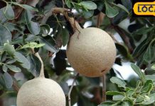 बेल मत समझिए, ये है देव फल, खाने से दूर भागेंगी जटिल बीमारियां, फायदे जानकर आप भी ढूंढेंगे