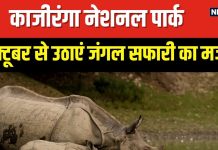 अक्टूबर से फिर खुल रहा काजीरंगा नेशनल पार्क, जंगल सफारी और एक सींग वाले गैंडों के लिए है फेमस, ये रही पूरी जानकारी