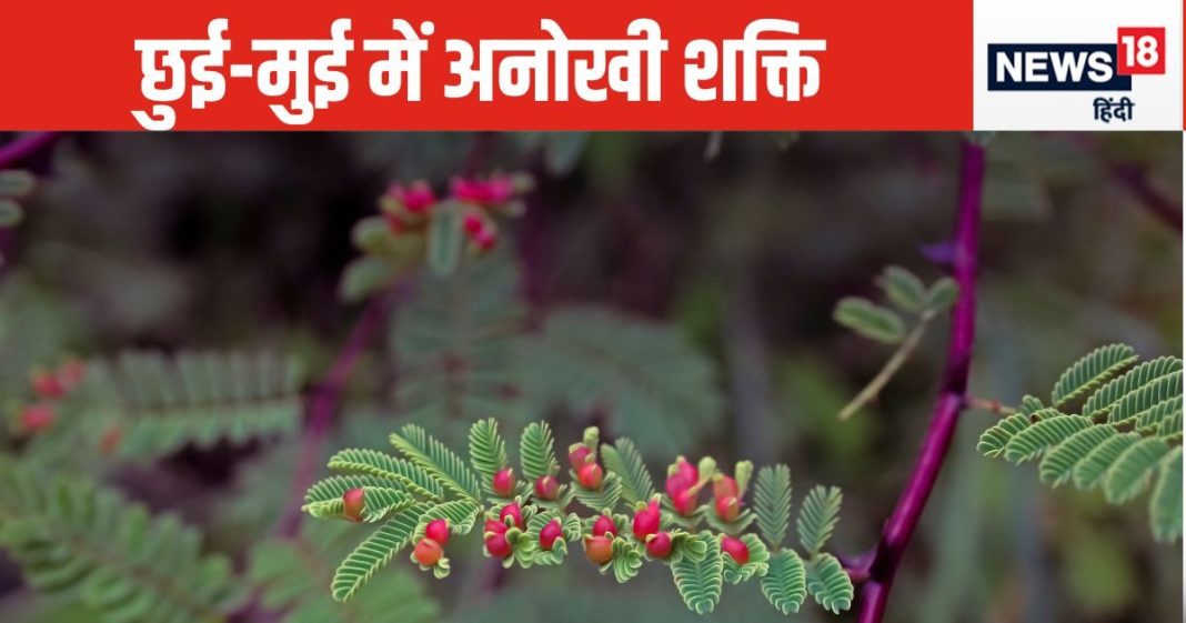 बचपन में जिस पौधे को छूकर करते थे मजे वह प्लांट है बड़ा गुणकारी, बवासीर से लेकर पेशाब की दिक्कतों में भी फायदेमंद