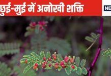 बचपन में जिस पौधे को छूकर करते थे मजे वह प्लांट है बड़ा गुणकारी, बवासीर से लेकर पेशाब की दिक्कतों में भी फायदेमंद