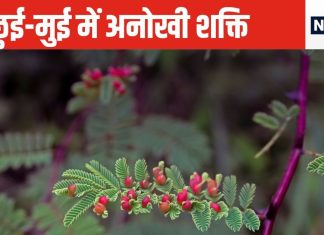 बचपन में जिस पौधे को छूकर करते थे मजे वह प्लांट है बड़ा गुणकारी, बवासीर से लेकर पेशाब की दिक्कतों में भी फायदेमंद