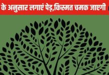 Lucky Plant: पेड़ों से चमक सकती है आपकी किस्मत, ज्योतिष से जानिए आपके लिए कौन सा पेड़ है लकी