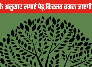 Lucky Plant: पेड़ों से चमक सकती है आपकी किस्मत, ज्योतिष से जानिए आपके लिए कौन सा पेड़ है लकी