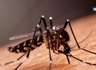 मीठा खून नहीं, ऐसे ब्लड वाले लोगों को ज्यादा काटते हैं मच्छर, यहां जानें सच