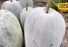 काजू-बादाम छोड़ो, करो इस हरे फल का सेवन, कंप्यूटर की तरह फास्ट हो जाएगा दिमाग!