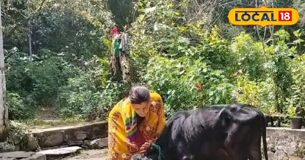 Pitru Paksha 2024: पितृ पक्ष में गाय को घर की पहली रोटी देना क्यों है जरूरी? नैनीताल के विद्वान से जानें सब