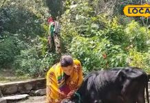 Pitru Paksha 2024: पितृ पक्ष में गाय को घर की पहली रोटी देना क्यों है जरूरी? नैनीताल के विद्वान से जानें सब