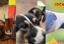 Pitru Paksha : पितृ पक्ष में गाय-कौवा और कुत्ते को क्यों खिलाया जाता है भोजन? काशी के ज्योतिषी से जानें जवाब