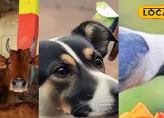 Pitru Paksha : पितृ पक्ष में गाय-कौवा और कुत्ते को क्यों खिलाया जाता है भोजन? काशी के ज्योतिषी से जानें जवाब