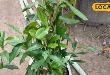 पौधा एक लाभ अनेकः इसमें मौजूद है सारे मसालों का स्वाद, इन बीमारियों में कारगर