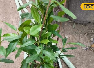 पौधा एक लाभ अनेकः इसमें मौजूद है सारे मसालों का स्वाद, इन बीमारियों में कारगर