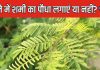 घर के गमले में लगाना है शमी का पौधा? जान लें वास्तु के ख़ास नियम, जीवन में बनी रहेगी शुभता
