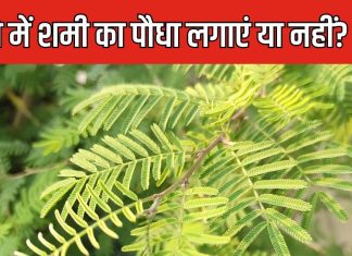 घर के गमले में लगाना है शमी का पौधा? जान लें वास्तु के ख़ास नियम, जीवन में बनी रहेगी शुभता