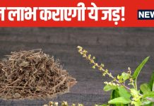 ऐसा-वैसा न समझे इस जड़ को, तिजोरी में रखने मात्र से होगी धन की शुद्धि, आर्थिक तंगी से भी मिलेगा छुटकारा