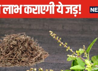 ऐसा-वैसा न समझे इस जड़ को, तिजोरी में रखने मात्र से होगी धन की शुद्धि, आर्थिक तंगी से भी मिलेगा छुटकारा