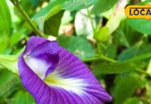 दवाइयों का कारखाना है ये नीले रंग का फूल, दिमाग को करता है कम्प्यूटर जैसा तेज!