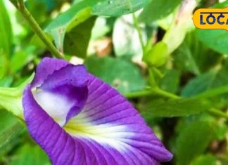 दवाइयों का कारखाना है ये नीले रंग का फूल, दिमाग को करता है कम्प्यूटर जैसा तेज!