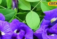 अपराजिता के नीले फूल के फायदे, जानिए कैसे दूर कर सकते हैं सेहत की कई परेशानियां; जानें उपयोग