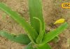 benefits of alovera skin infection and allergy treatment and hail fall problem solution at home – Bharat.one हिंदी