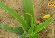 benefits of alovera skin infection and allergy treatment and hail fall problem solution at home – Bharat.one हिंदी