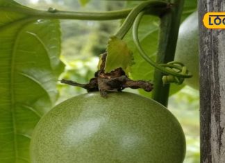 Benefits of Passion fruit use in diabetes treatment of liver diseases – Bharat.one हिंदी