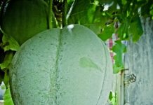 इम्यूनिटी बूस्ट से लेकर किडनी स्टोन तक…रोज इस जूस का एक गिलास पीने से मिलेंगे ये 5 लाजवाब फायदे