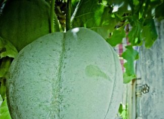 इम्यूनिटी बूस्ट से लेकर किडनी स्टोन तक…रोज इस जूस का एक गिलास पीने से मिलेंगे ये 5 लाजवाब फायदे