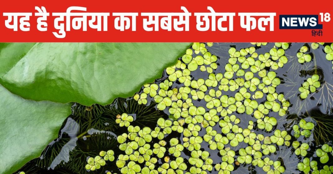 चींटी के बराबर होता है इस फल का साइज ! एक उंगली पर रख लेंगे सैकड़ों पीस, सब्जी बनाकर खाते हैं लोग