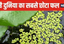 चींटी के बराबर होता है इस फल का साइज ! एक उंगली पर रख लेंगे सैकड़ों पीस, सब्जी बनाकर खाते हैं लोग