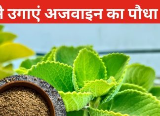 किचन गार्डन में ऐसे उगाएं अजवाइन का पौधा और एंजॉय करें इसके पत्ते का पकौड़ा, सिंपल है तरीका, यहां जानें स्टेप्स