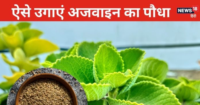 ajwain-ka-paudha-2024-09-cc6a1828955837791627ab82c76dd928-16x9.jpg
