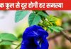 इस नीले फूल का उपाय बदल सकता है आपकी किस्मत, जल्द मिलेगी नौकरी, आर्थिक तंगी भी होगी दूर!