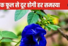 इस नीले फूल का उपाय बदल सकता है आपकी किस्मत, जल्द मिलेगी नौकरी, आर्थिक तंगी भी होगी दूर!