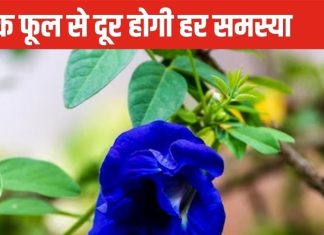 इस नीले फूल का उपाय बदल सकता है आपकी किस्मत, जल्द मिलेगी नौकरी, आर्थिक तंगी भी होगी दूर!