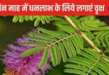 Ashwin Month 2024: अश्विन माह में 3 में से लगाएं कोई भी 1 पौधा, धन संकट होगा दूर, होगी आर्थिक उन्नति!