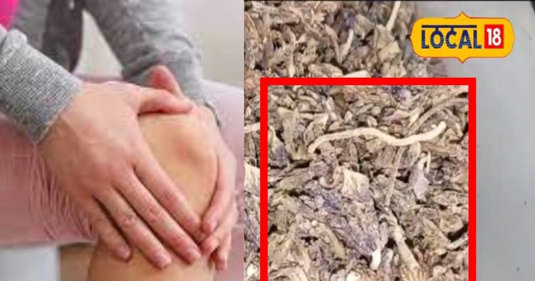 जोड़ों का दर्द दूर कर सकती है ये चमत्कारी औषधि, मिर्गी-सिरदर्द में भी कारगर; हैरान करने वाले हैं फायदे