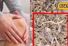 जोड़ों का दर्द दूर कर सकती है ये चमत्कारी औषधि, मिर्गी-सिरदर्द में भी कारगर; हैरान करने वाले हैं फायदे
