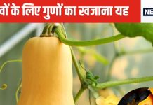 बेतरतीब जरूर है लेकिन हार्ट पर आंच तक नहीं आने देती सोने जैसी चमकीली यह सब्जी!विटामिन और मिनिरल्स का है पावरहाउस