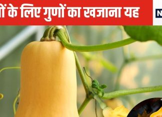 बेतरतीब जरूर है लेकिन हार्ट पर आंच तक नहीं आने देती सोने जैसी चमकीली यह सब्जी!विटामिन और मिनिरल्स का है पावरहाउस