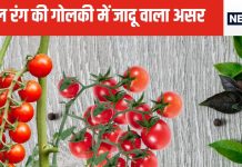 रूप में निखार और हार्ट के लिए अमृत समान है लाल रंग की यह गोलकी, जबर्दस्त पौष्टिकता से लबरेज, बीमारियों के लिए दुश्मन