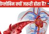 महिलाओं और पुरुषों के शरीर में कितना होना चाहिए हीमोग्लोबिन लेवल? कब हो जाती है कमी, यहां समझें पूरा हिसाब