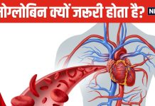 महिलाओं और पुरुषों के शरीर में कितना होना चाहिए हीमोग्लोबिन लेवल? कब हो जाती है कमी, यहां समझें पूरा हिसाब